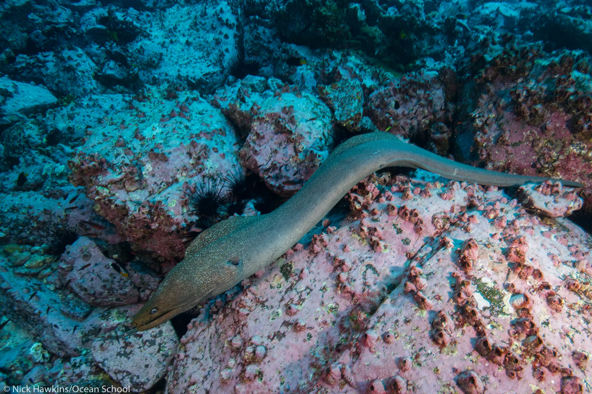 Biodiversidad marina en vídeo 360 - Ocean School